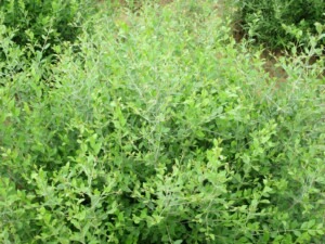 Henné Naturel (Lawsonia Inermis)